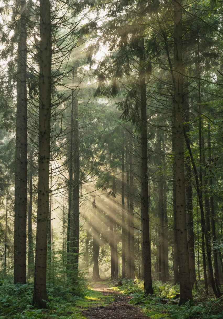 Valtherbos losloopgebied drenthe welkoop